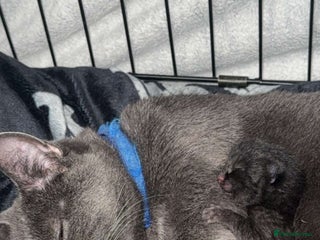 American Shorthair cats - Advert 1