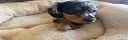 Miniature Dachshund dogs for sale: Kc reg Long hair miniature dachshund puppies  - Advert 6