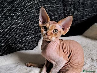 Devon Rex cats Beautiful Devon Rex kittens, Last boy available! - Advert 2