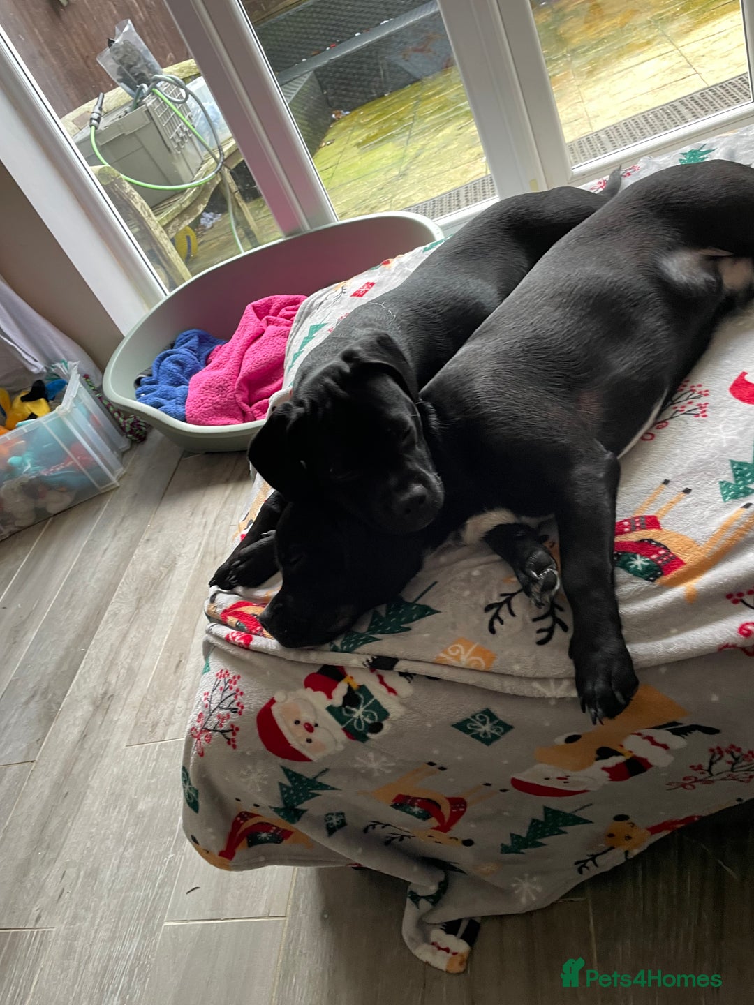 Mixed Breed dogs for sale: Ronnie and Reggie  - Advert 11