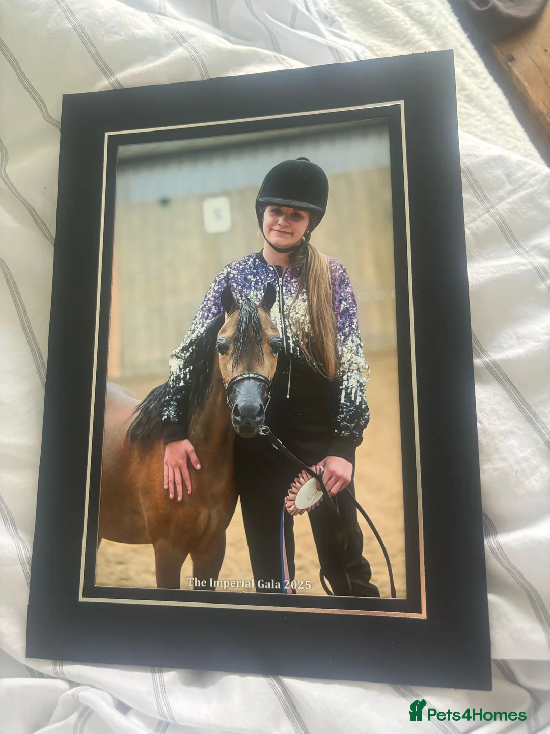 Miniature horses for sale: American Miniature Horse  - Advert 2