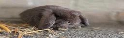 Mini Lop rabbits for sale: Gorgeous minilops ready 14th June - Advert 1