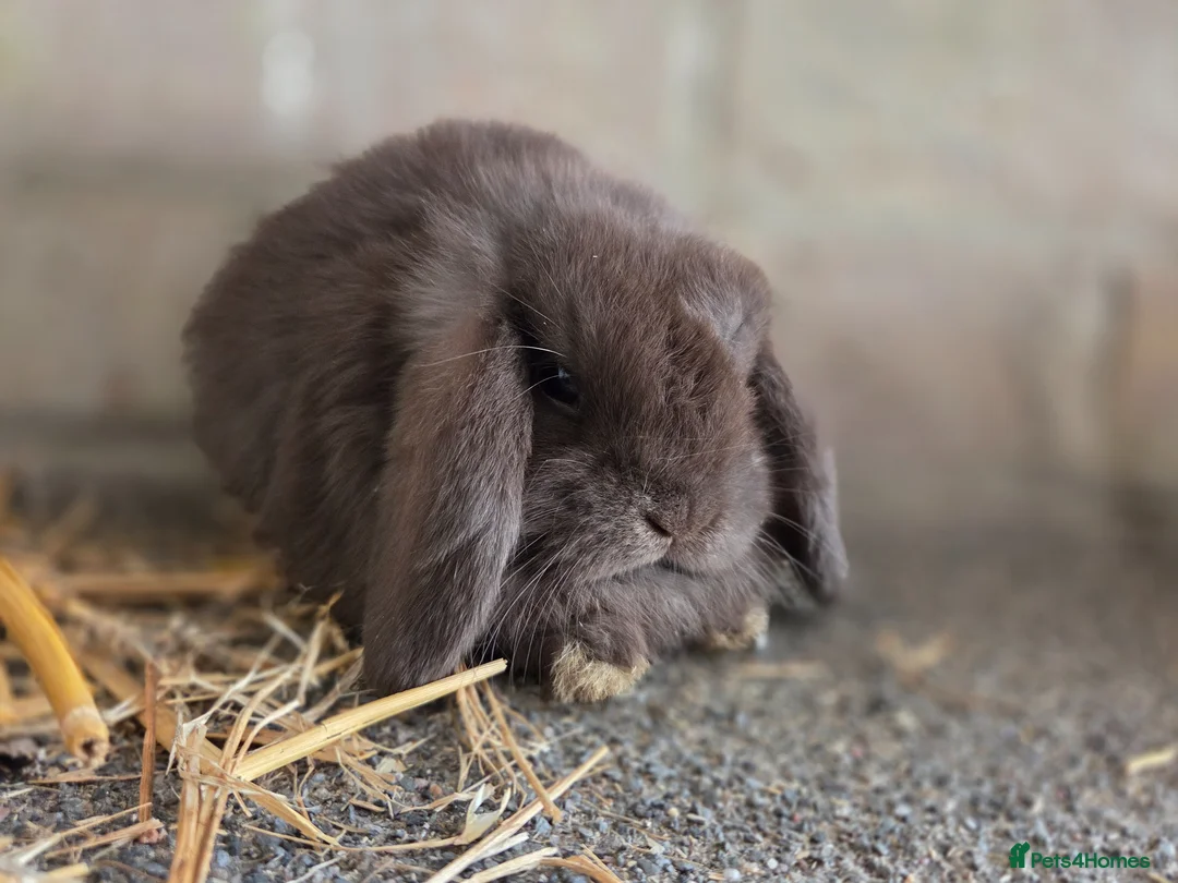 Mini Lop rabbits for sale: Gorgeous minilops ready 14th June - Advert 1