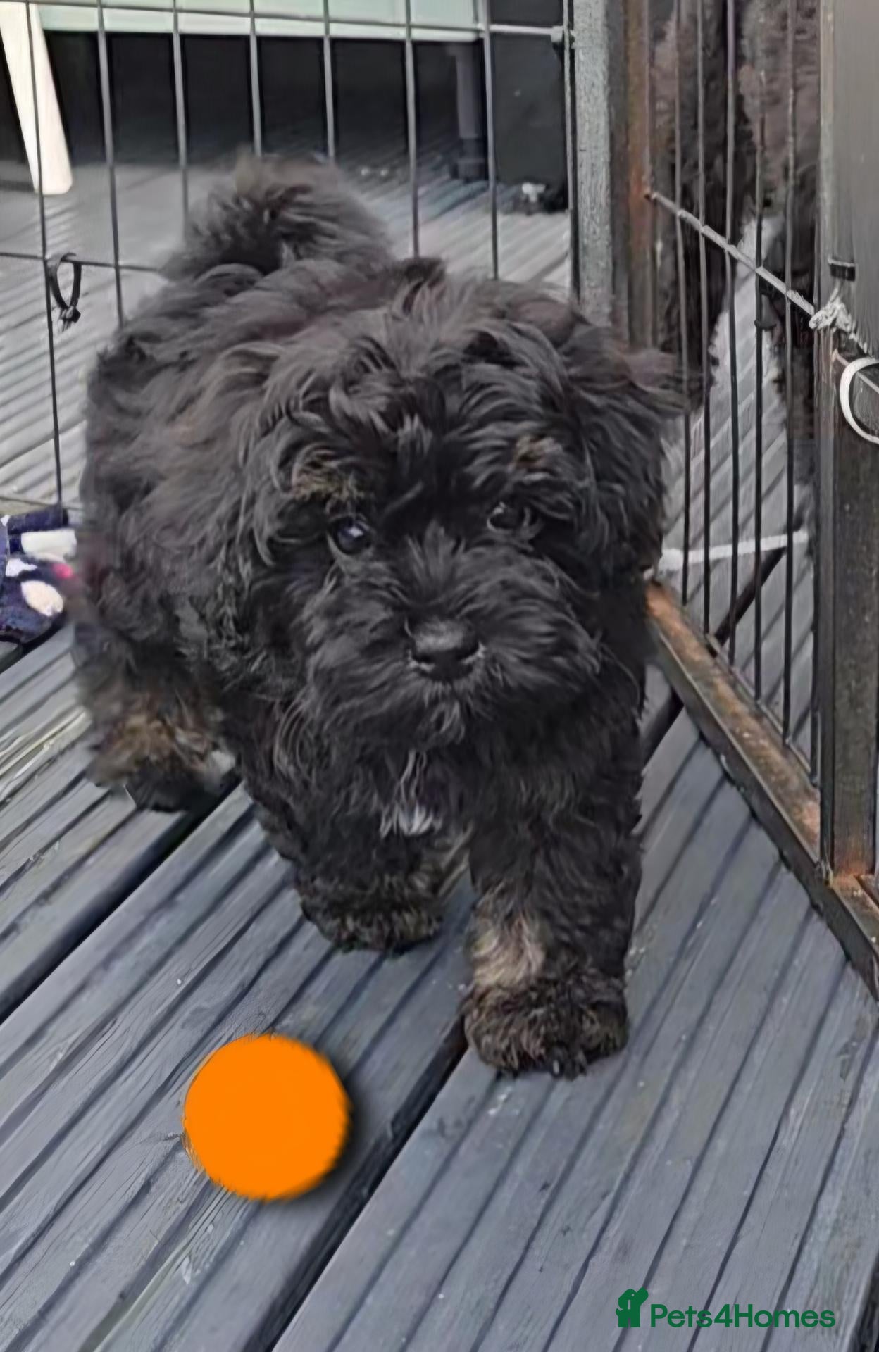 Maltipoo dogs 🔥 1 LEFT! F1 maltipoo female 5⭐️council licensed - Advert 4