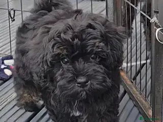 Maltipoo dogs 🔥 1 LEFT! F1 maltipoo female 5⭐️council licensed - Advert 4