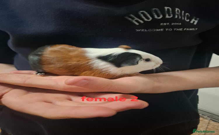 Guinea Pig rodents Mixed sex guinea pigs - Advert 9