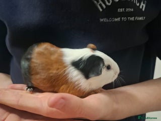 Guinea Pig rodents Mixed sex guinea pigs - Advert 1