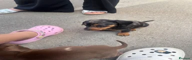 Miniature Dachshund 1
