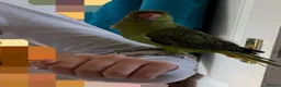 Ringnecks birds for sale: Indian Ringneck female parrot  in Portsmouth - Advert 4
