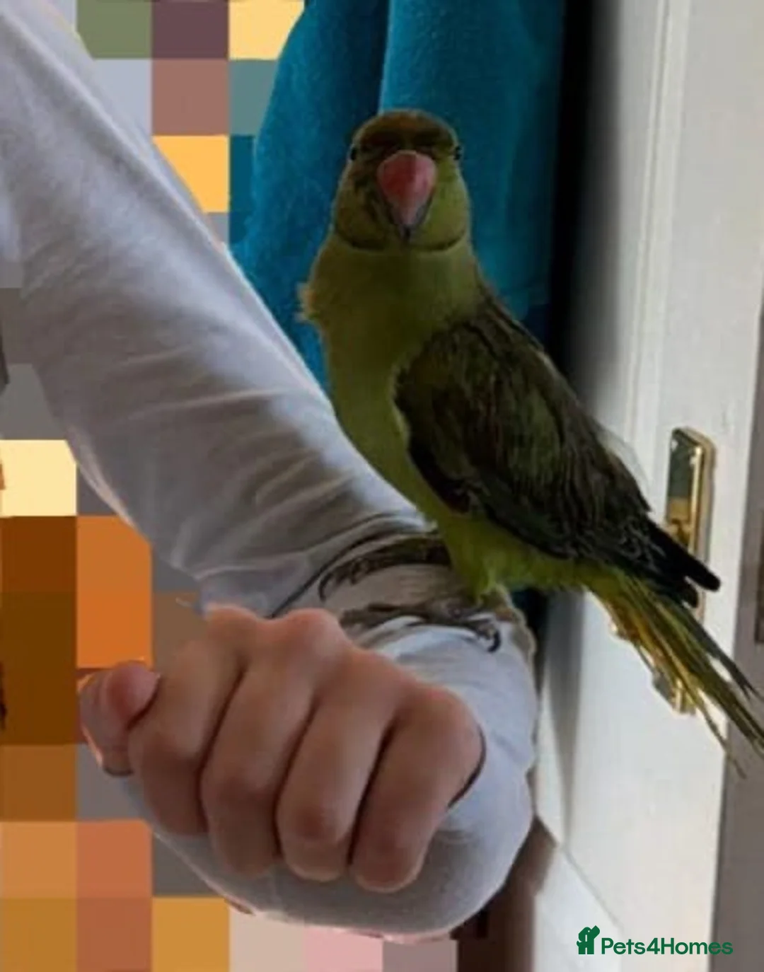 Ringnecks birds for sale: Indian Ringneck female parrot  in Portsmouth - Advert 4