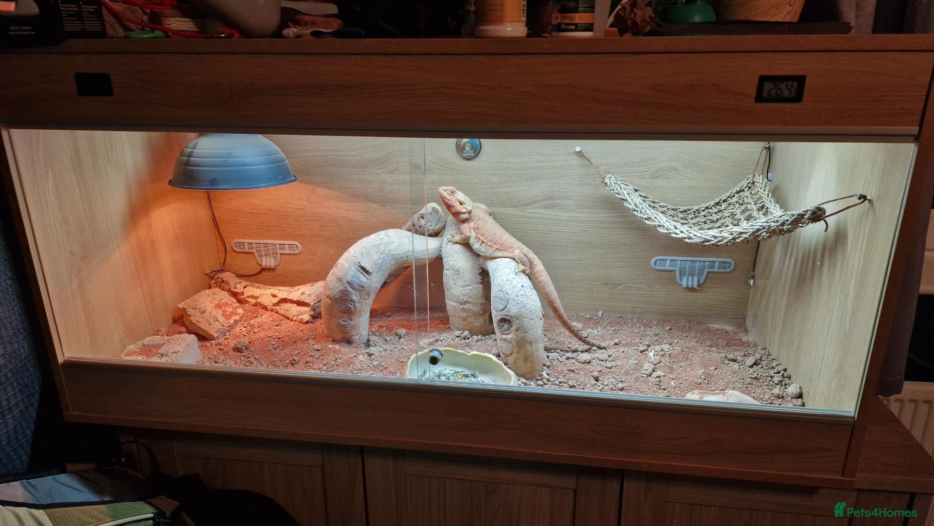 Bearded Dragon reptiles Red leather back bearded dragon  - Advert 1