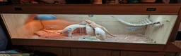 Bearded Dragon reptiles for sale: Red leather back bearded dragon  in Exeter - Advert 1