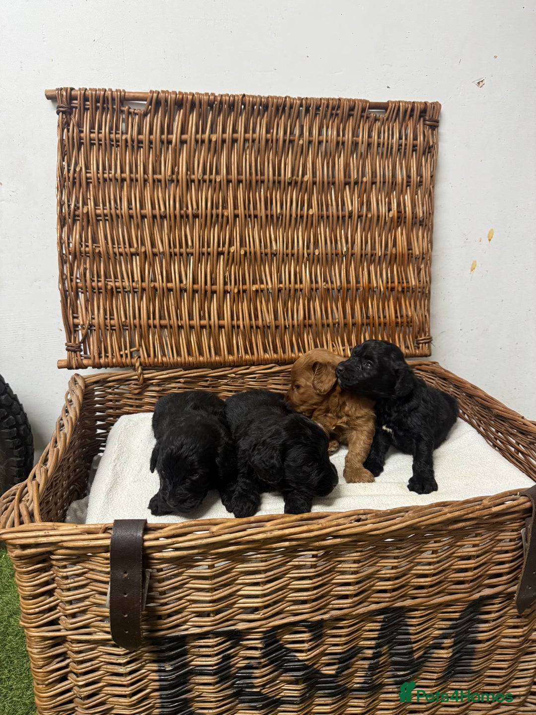 Cockapoo dogs for sale:  DNA health tested fully vaccinated ready to go - Advert 7