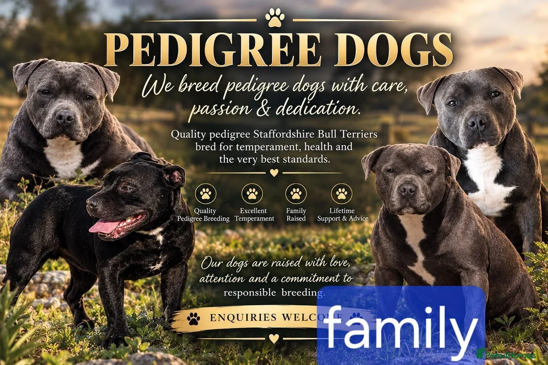 Staffordshire Bull Terrier dogs for sale: Blue starrordshirebull terrior - Advert 2