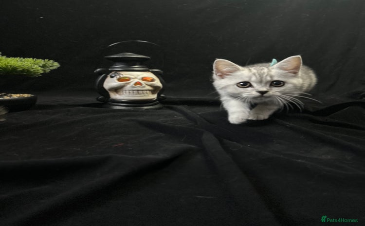 British Shorthair cats - Advert 4
