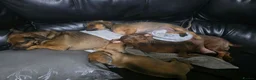 Mixed Breed dogs for sale: 1 girl Available  in Brierley Hill - Advert 1