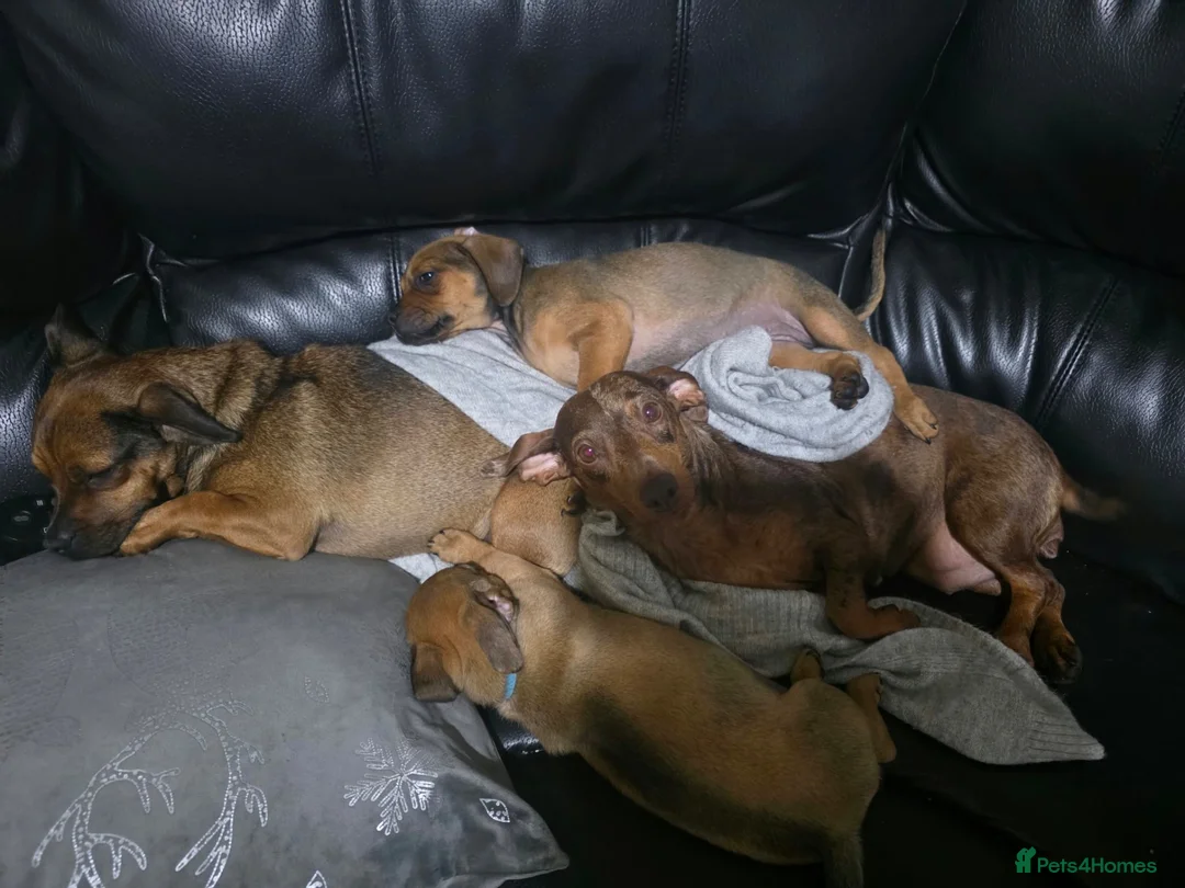Mixed Breed dogs for sale: 1 girl Available  in Brierley Hill - Advert 1