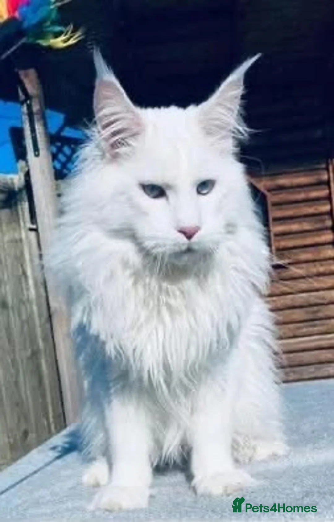 Maine Coon cats for stud: Pure white mainecoon stud with ice blue eyes in Chepstow - Advert 2