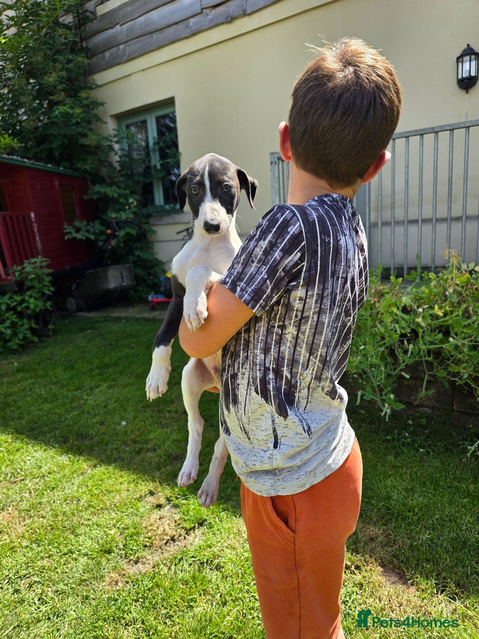 Mixed Breed dogs Whippet cross whippet lurcher 1 left.  - Advert 5