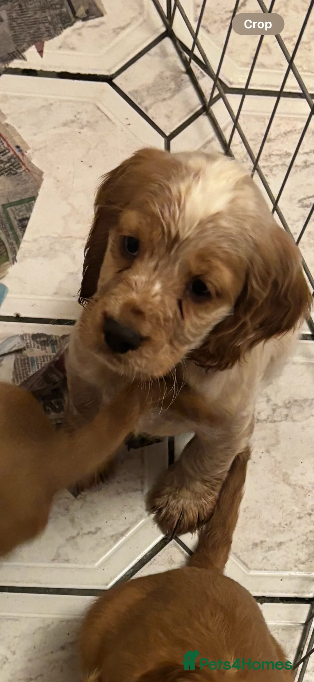 Cocker Spaniel dogs for sale: KC reg cocker spaniels  - Advert 4