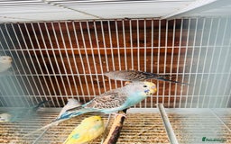 Budgerigars birds for sale: Budgies of various colours and ages  in Luton - Image 4