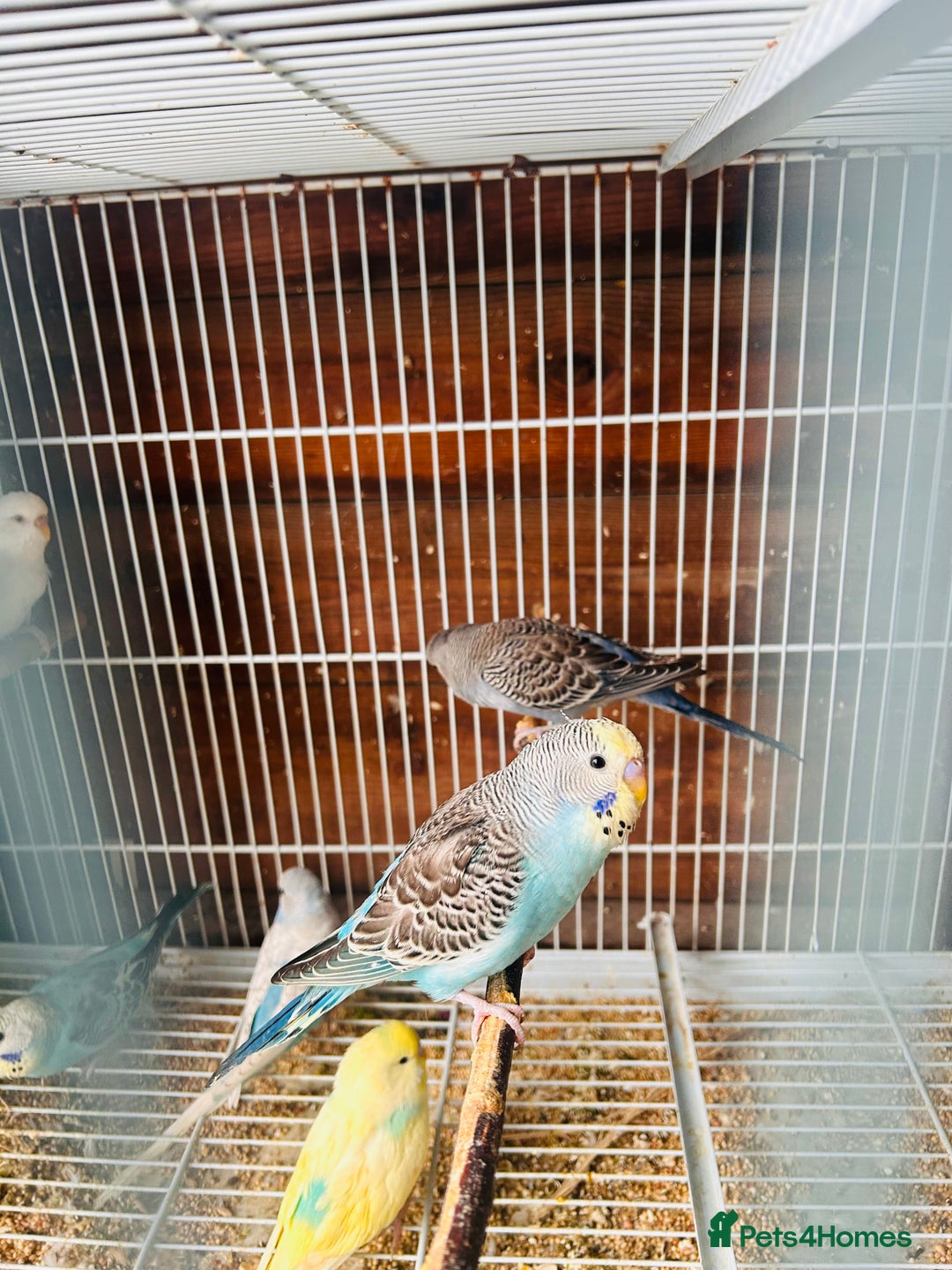 Budgerigars birds for sale: Budgies of various colours and ages  in Luton - Image 4
