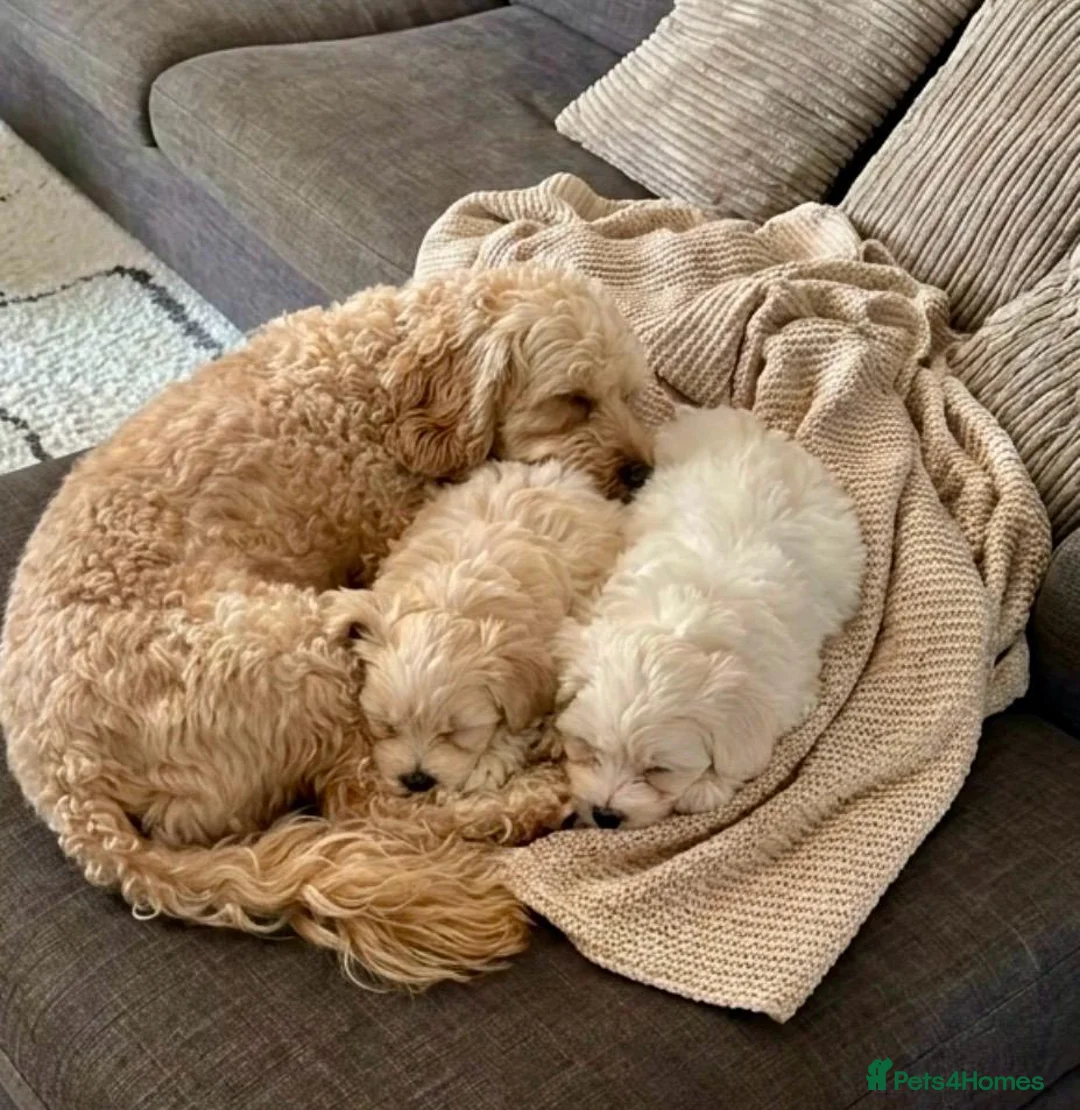 Maltipoo dogs for sale: STUNNING MALTIPOO GIRLS READY TO LEAVE NOW!  - Advert 5