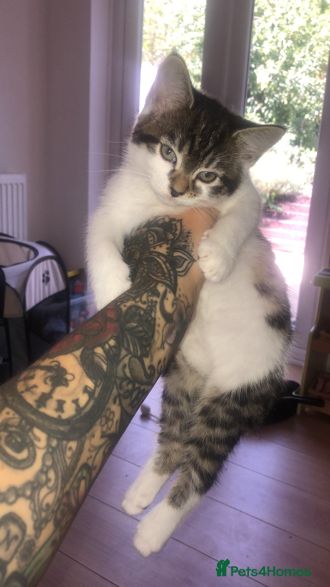 Mixed Breed cats for sale: Loving kittens for sale  - Image 2