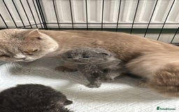 British Shorthair cats for sale: BRITISH SHORT HAIR KITTENS FOR SALE - Image 1