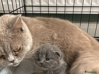 British Shorthair cats - Advert 1