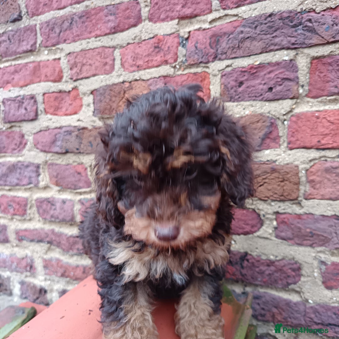 Labradoodle dogs for sale: Mini Labradoodles🐾🌟ready 3/1/26 full vaccine🌟🐾 - Advert 15