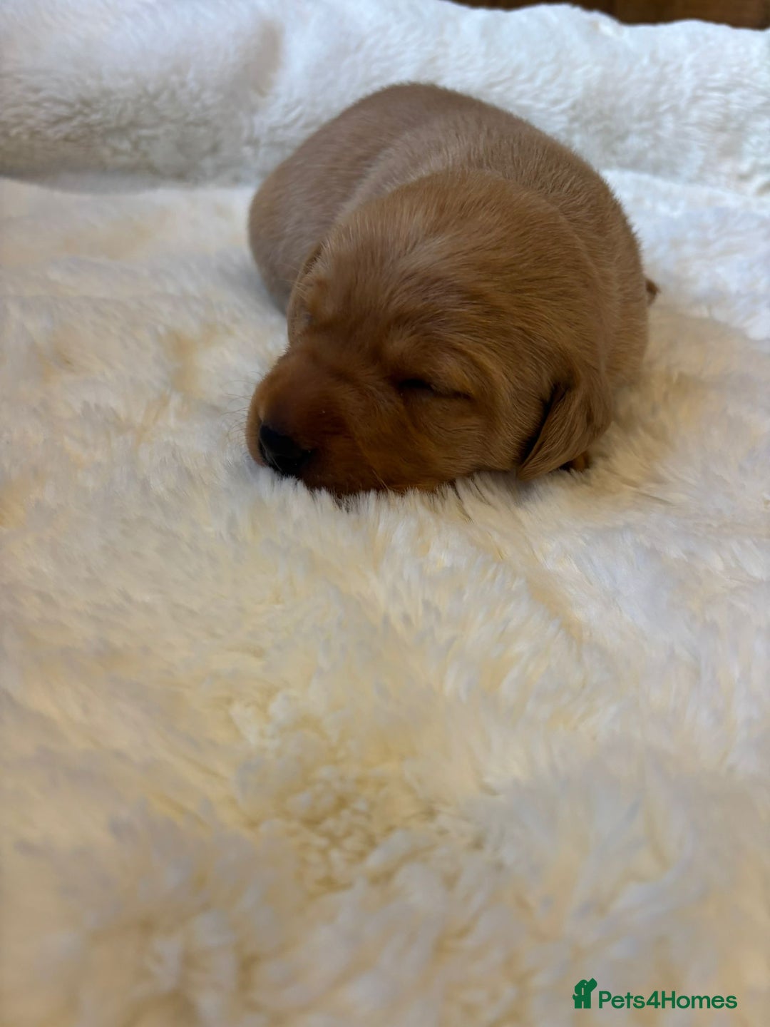 Labrador Retriever dogs for sale: KC REGISTERED DNA TESTED LABRADOR PUPPIES - Image 19