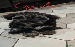 Mixed Breed dogs for sale: Mini Schnaucer/YorkshireTerrier Biewar - Image 6
