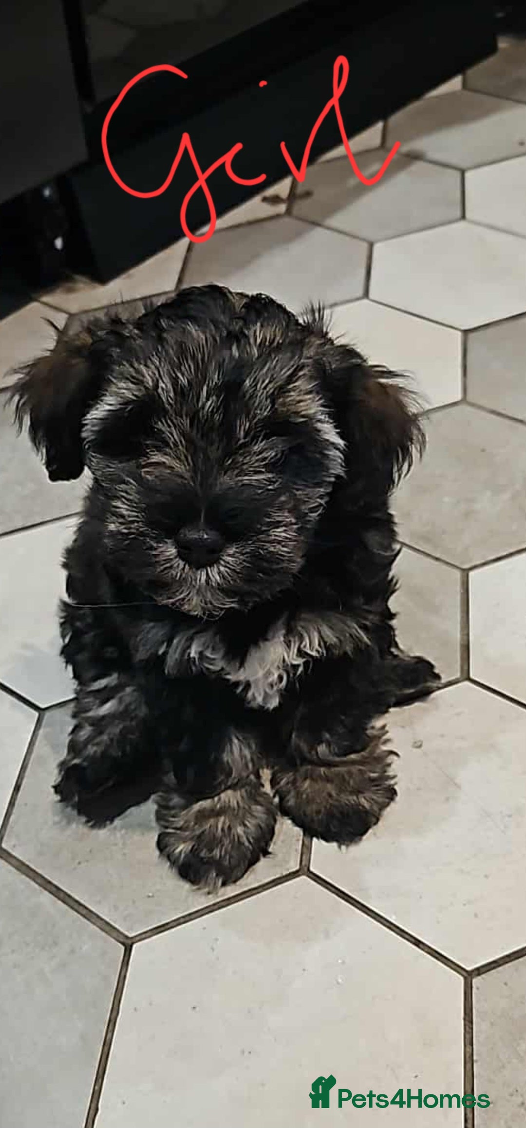 Mixed Breed dogs for sale: Mini Schnaucer/YorkshireTerrier Biewar - Image 6