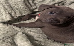 Staffordshire Bull Terrier dogs for sale: Stunning KC Blue Staffordshire Bull Terrier Pups - Image 11