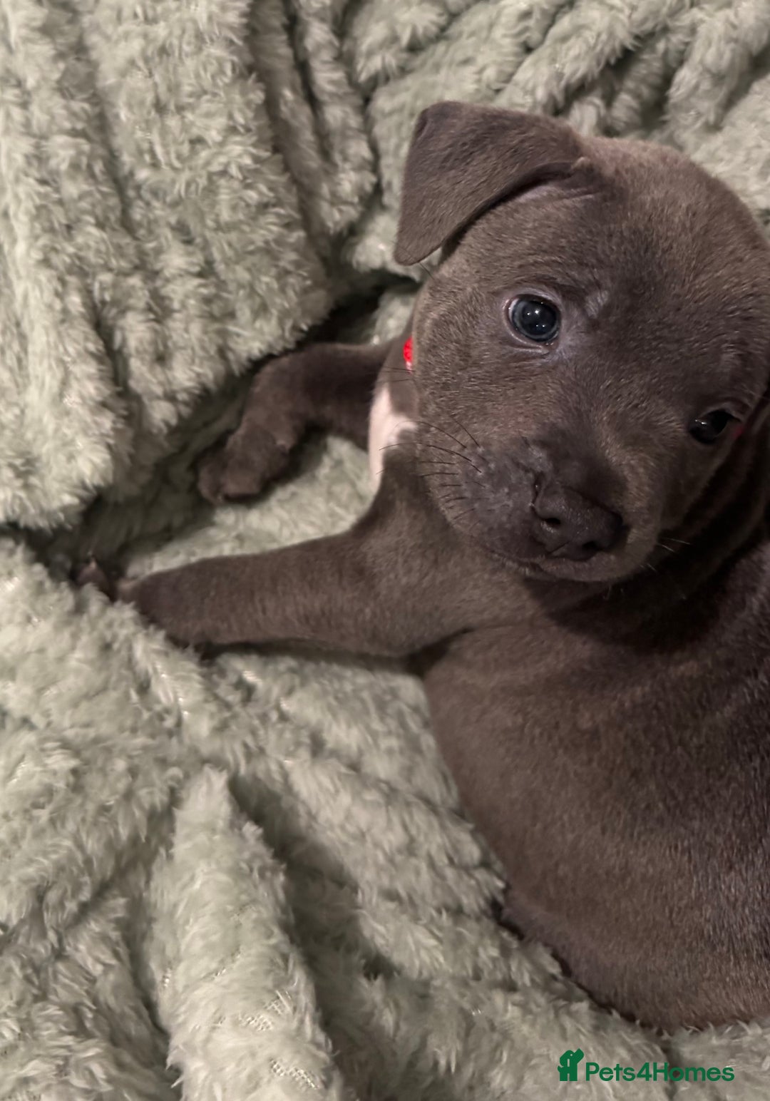 Staffordshire Bull Terrier dogs for sale: Stunning KC Blue Staffordshire Bull Terrier Pups - Image 11