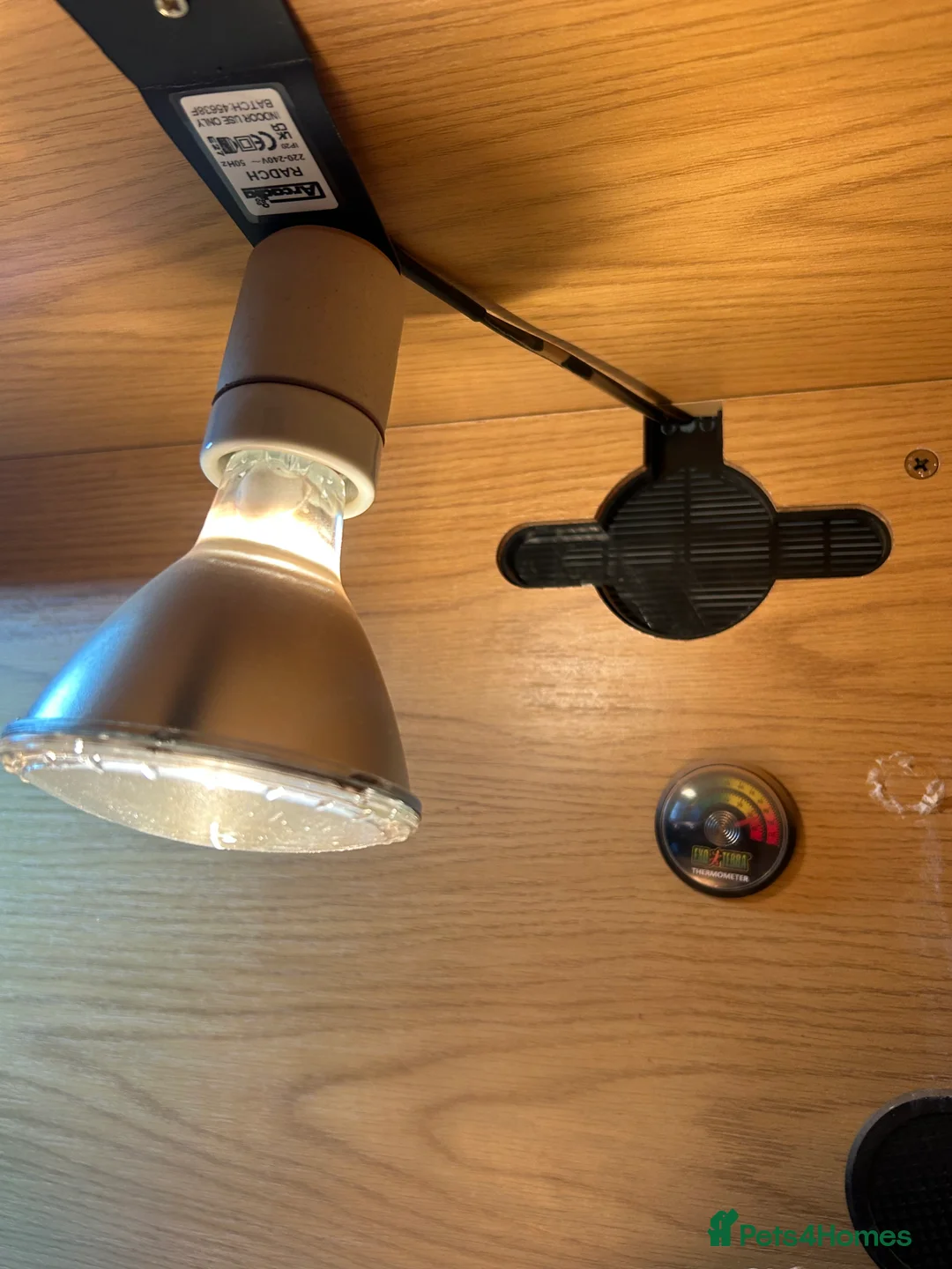 Bearded Dragon reptiles for sale: 1 year old female bearded dragon with enclosure  - Advert 17