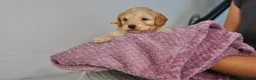 Cavapoo dogs for sale: Cute Cavapoo Puppies Looking for Forever Homes - Advert 23