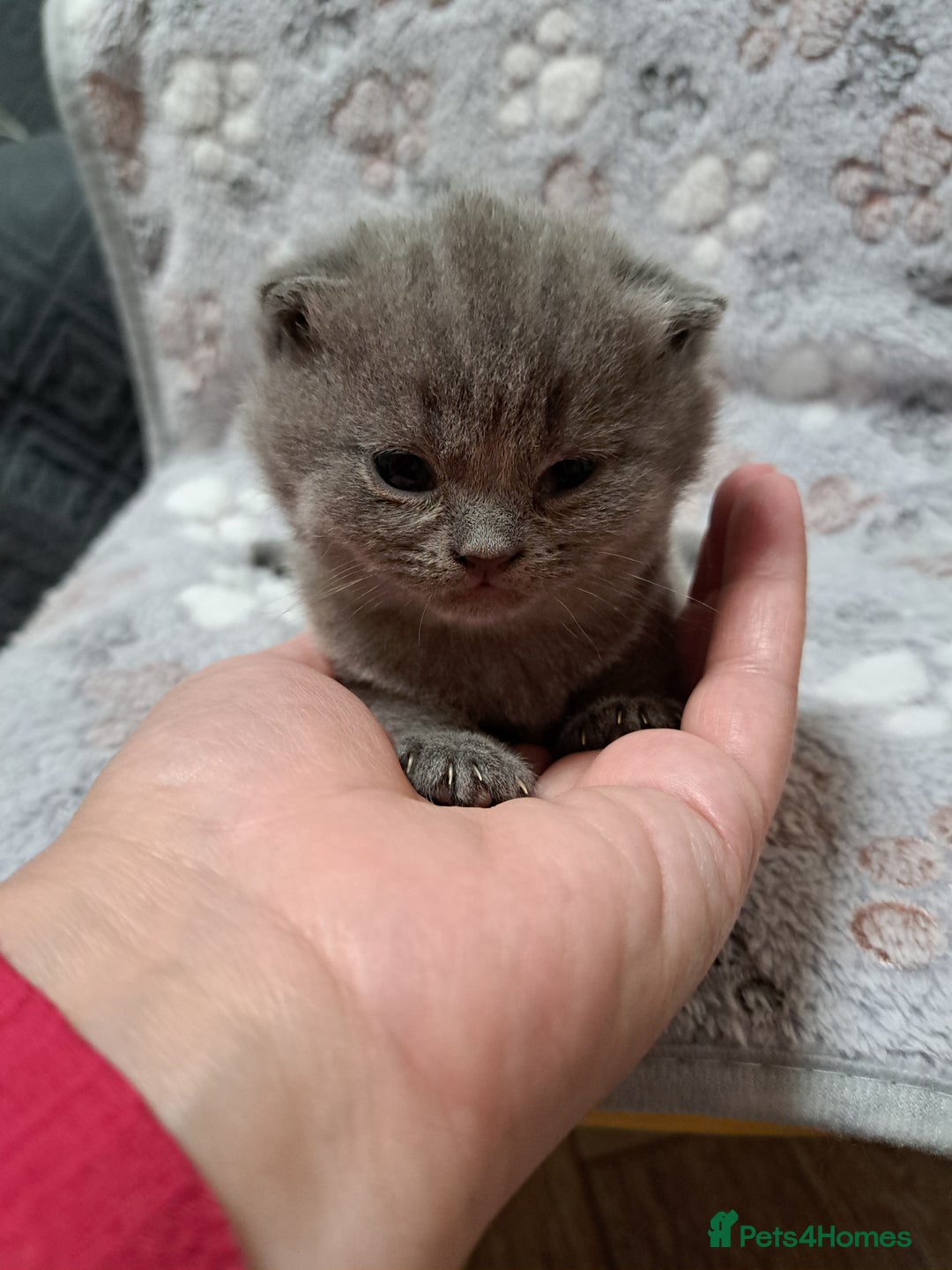 British Shorthair cats for sale: ONE KITTEN FOLD EARS IS AVAILABLE  - Advert 15