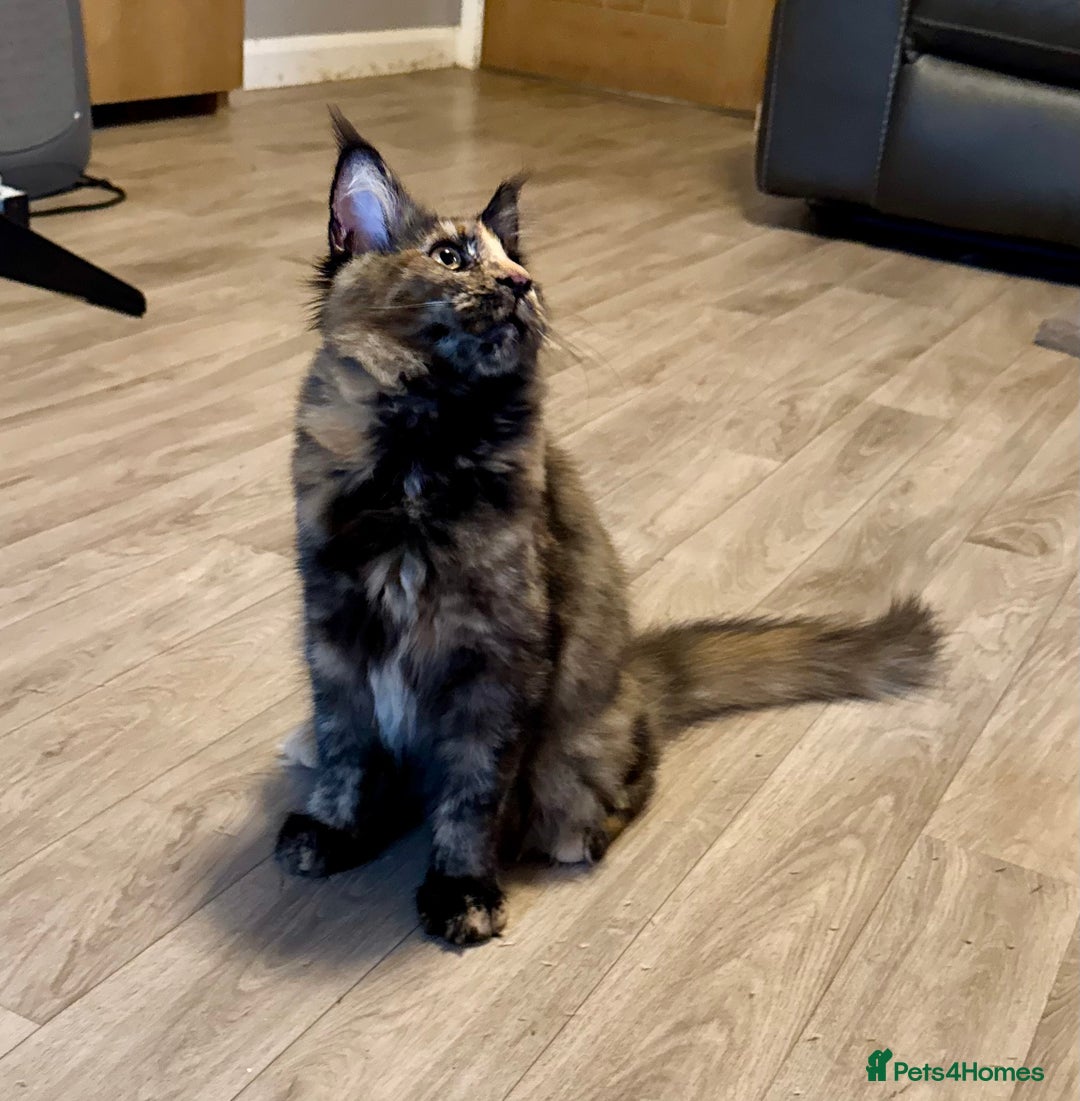 Maine Coon cats for sale: 2 Large Tica Maine Coon Kittens - Image 17