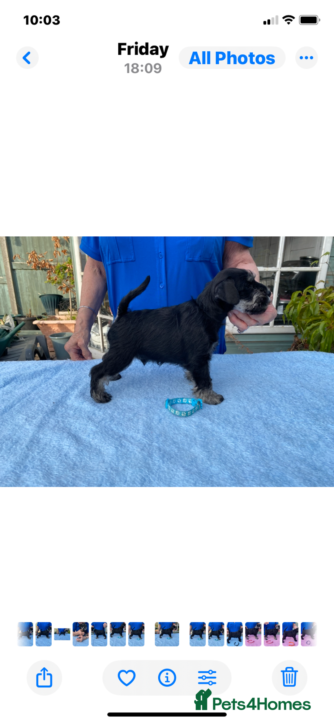 Miniature Schnauzer dogs for sale: Miniature Schnauzers - Image 6