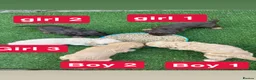 Cockapoo dogs for sale: Beautiful Cockapoo puppies  - Advert 6