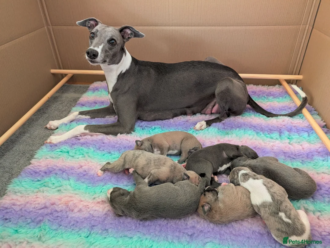Whippet dogs for sale: KC Reg Whippet Pups-Heart Tested Clear Parents in Caernarfon - Advert 18