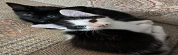 Mixed Breed cats for sale: Two 11 week old kittens in Cannock - Advert 4