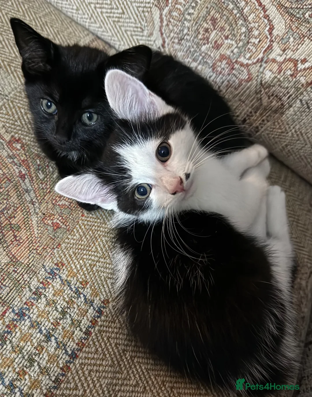 Mixed Breed cats for sale: Two 11 week old kittens in Cannock - Advert 4