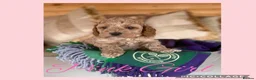 Cavapoo dogs for sale: Superior yankiedoodle American Cockerpoos🇺🇸f1b - Advert 3
