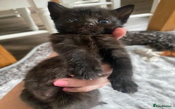 Bengal cats for sale: Mixed Stunning Bengals  - Image 25