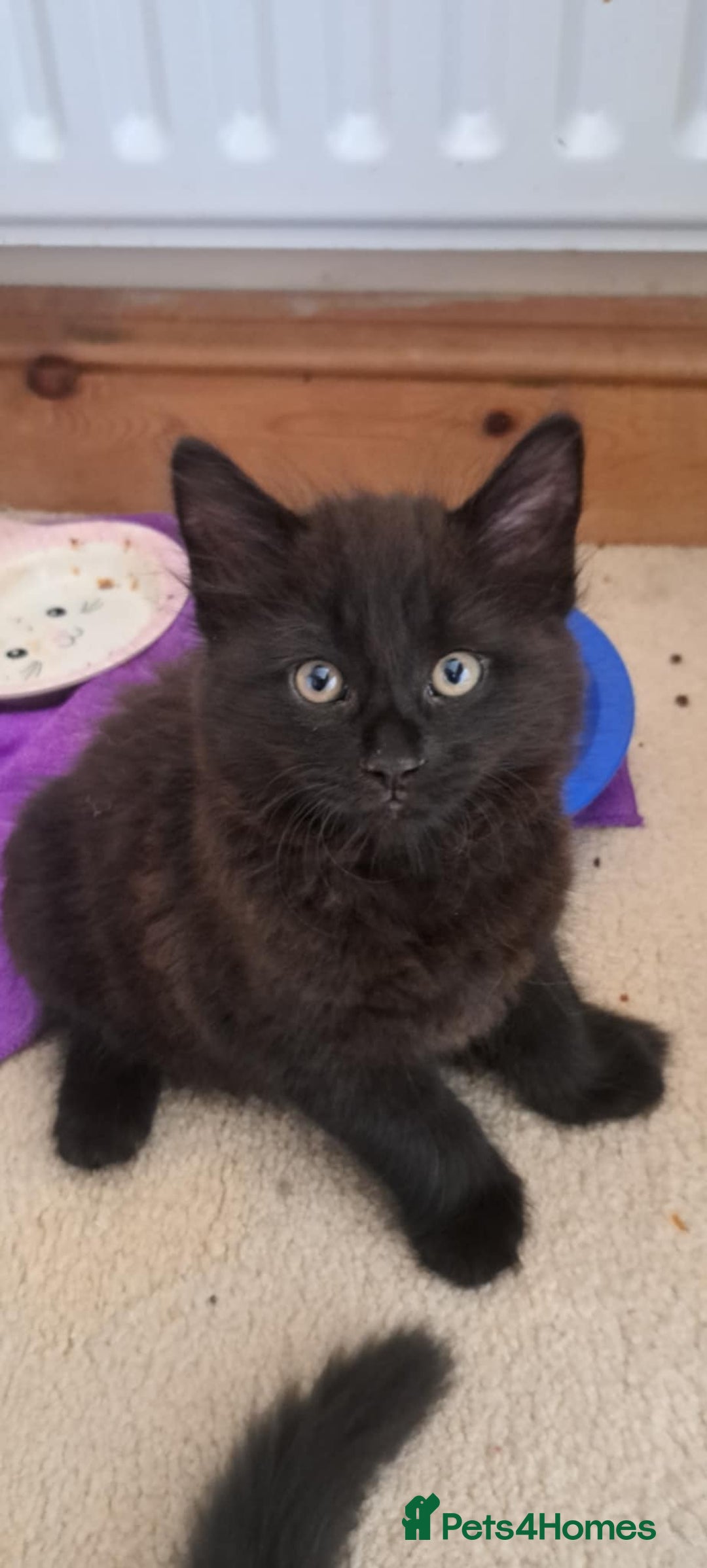 Mixed Breed cats for sale: Three boys looking for new home  - Image 2