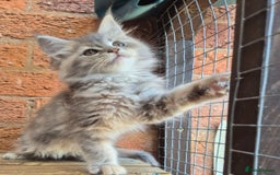 Maine Coon cats for sale: Beautiful Maine Coon kittens - Image 31