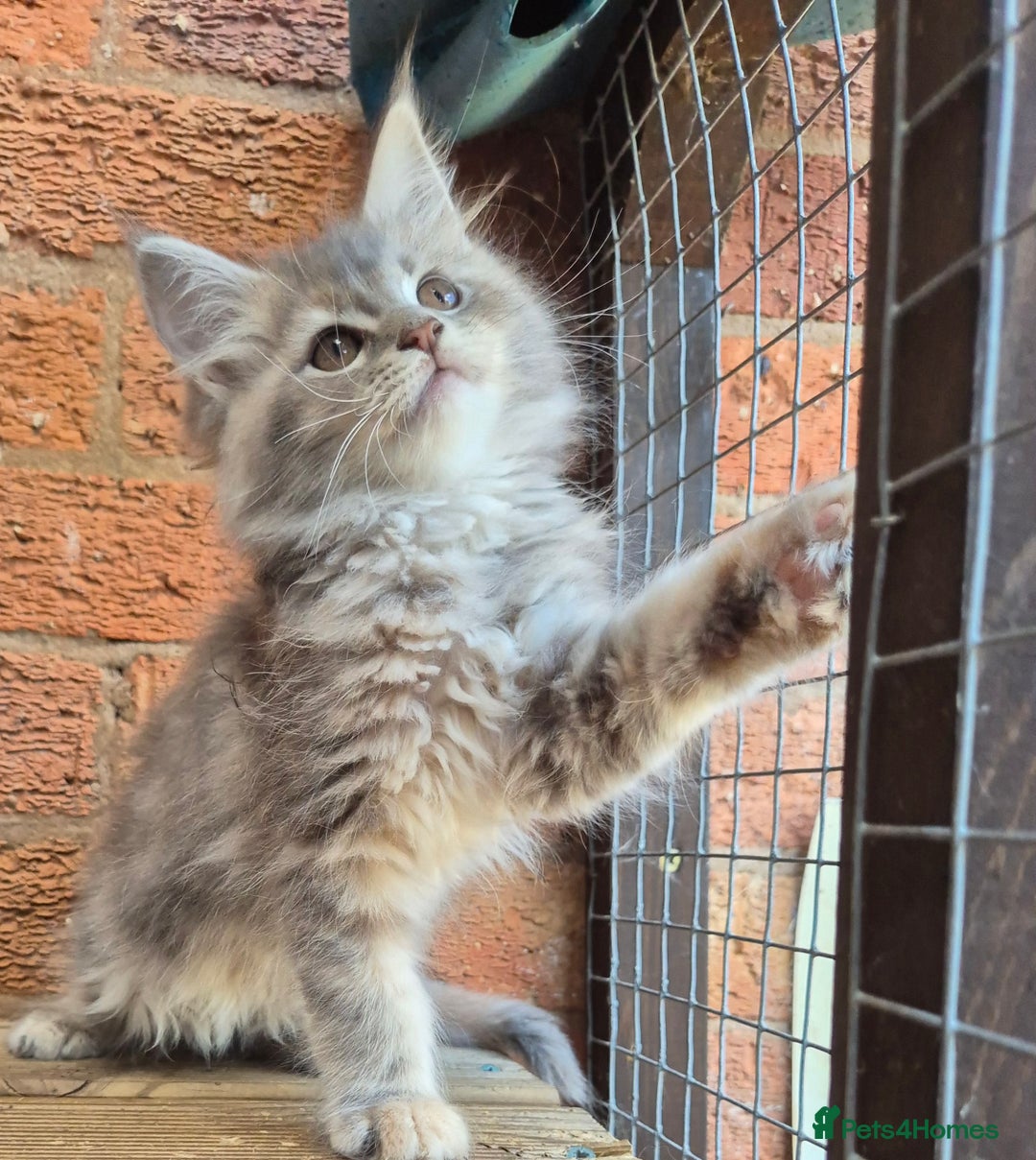Maine Coon cats for sale: Beautiful Maine Coon kittens - Image 31